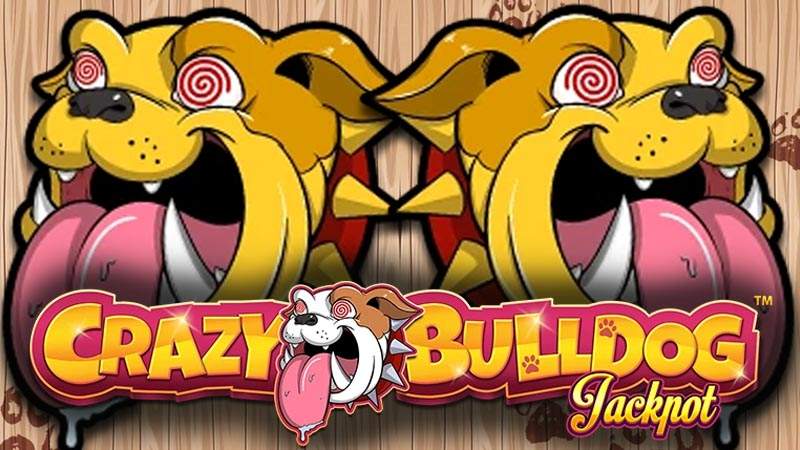 Crazy Bulldog