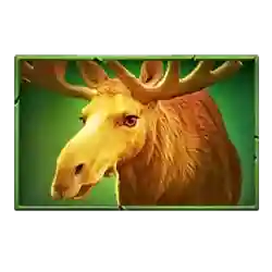 Symbol 05 Bison Fortune Coins