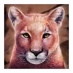 Symbol 05 Cat-Ching